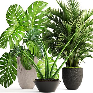 3D plants howea forsteriana