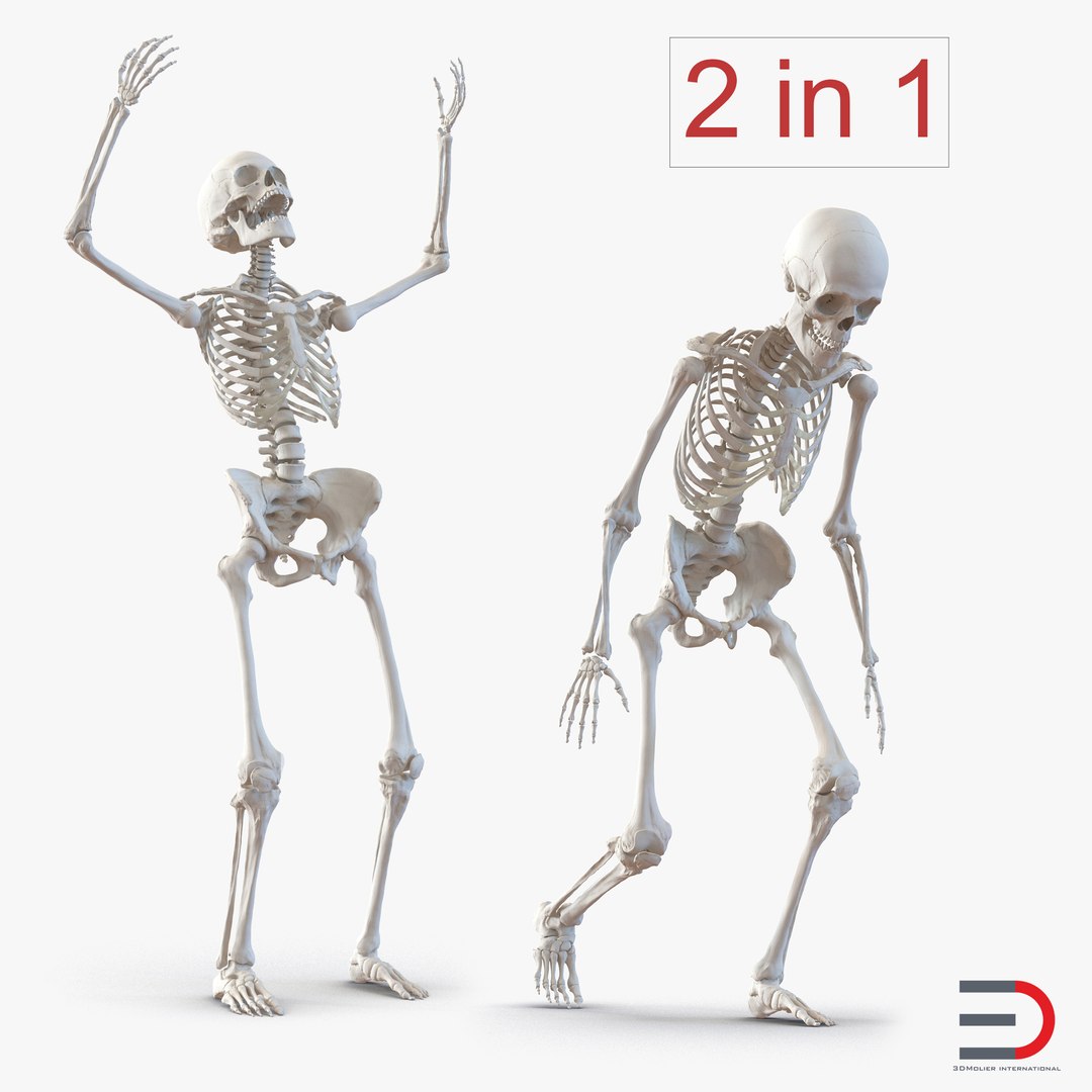 Human Skeletons Rigged Collection 3D model preview
