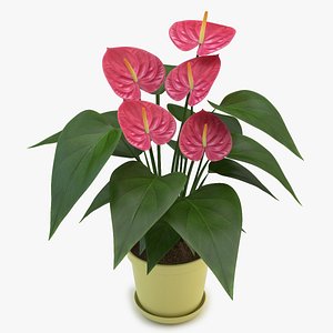 Anthurium Pink