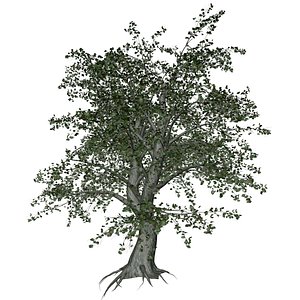 3D model Katsura Tree - 05 -