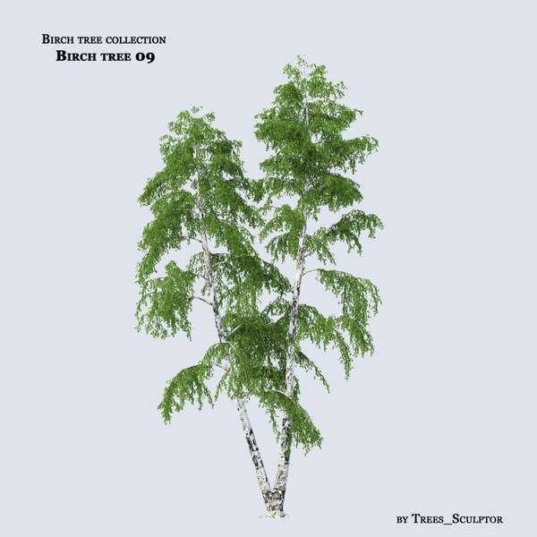 3d birch tree model