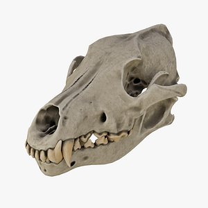 3D Dog Skull model
