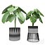 Plants for decor