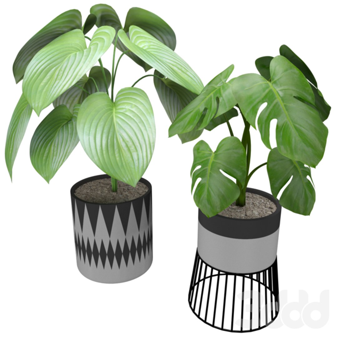 plant model https://p.turbosquid.com/ts-thumb/O5/J8LT1H/7pZ43ncU/2870508.5ecd32cca4a6f/png/1596364608/1920x1080/fit_q87/5d4e20aa99c914da72a61b70c1e210039f026b94/2870508.5ecd32cca4a6f.jpg