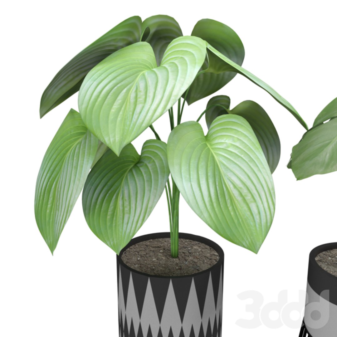 plant model https://p.turbosquid.com/ts-thumb/O5/J8LT1H/nB1HngqD/2870507.5ecd32cca1368/png/1596364578/1920x1080/fit_q87/9e9d96ace0a74330e71d4a211347e5ba48260365/2870507.5ecd32cca1368.jpg
