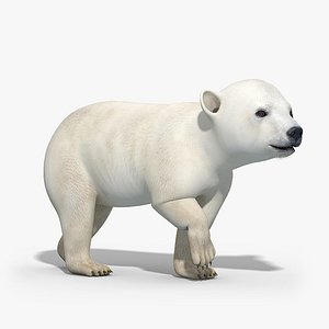 3d polar bear baby rigged model