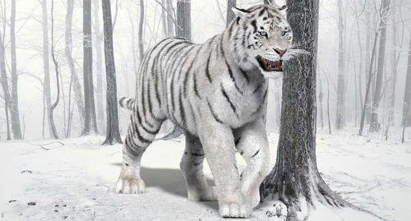 modèle 3D de Tigre Blanc (3) (Animé) (Fourrure) - TurboSquid