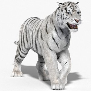 tiger white fur animation 3d model