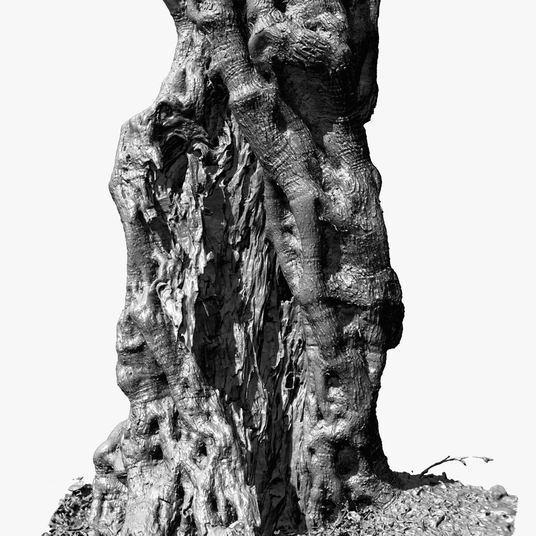 4 OLIVE TREE BUNDLE SCANS COLLECTION TREE PACK 3D model https://p.turbosquid.com/ts-thumb/O5/SK7fiN/CC/zbrush_07__/jpg/1648405405/1920x1080/fit_q87/4125d601ceb66bf43eb4fada20349663c42d2758/zbrush_07__.jpg