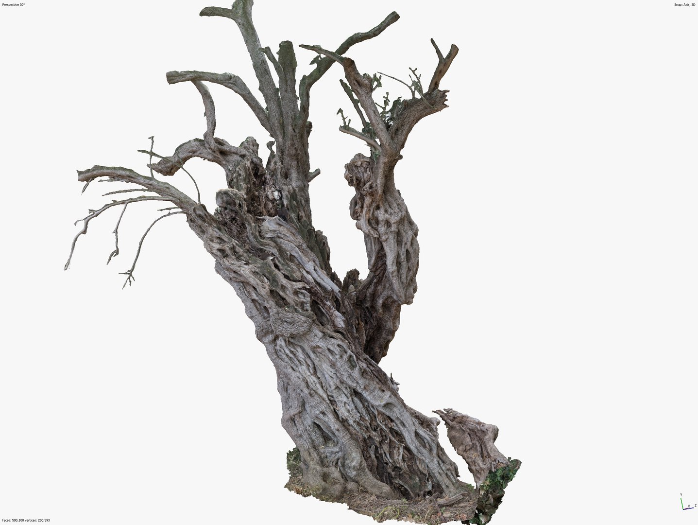 4 OLIVE TREE BUNDLE SCANS COLLECTION TREE PACK 3D model https://p.turbosquid.com/ts-thumb/O5/SK7fiN/ts/screenshot_50/jpg/1648404377/1920x1080/fit_q87/ebab02120b99e4be005852aa5bccbd1a02599e65/screenshot_50.jpg