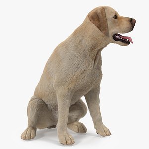 Labrador Dog White Sitting Fur 3D model