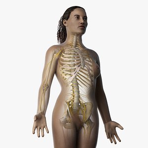 3D skin african female skeleton
