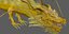 Golden Chinese Dragon