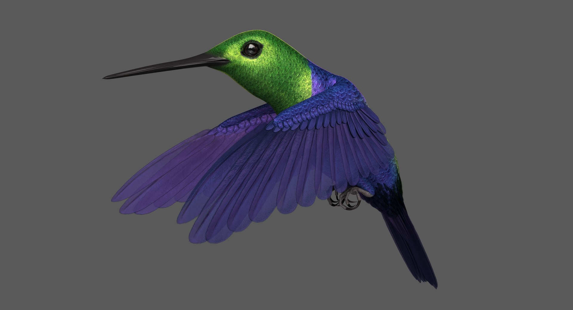 green-crowned woodnymph animation green model https://p.turbosquid.com/ts-thumb/O5/lnXaLb/5GDJwvgF/green_crowned_woodnymph_hummingbird_poses_002/jpg/1569990137/1920x1080/fit_q87/a08685eb48cd17596434f793c383eb22c237f315/green_crowned_woodnymph_hummingbird_poses_002.jpg