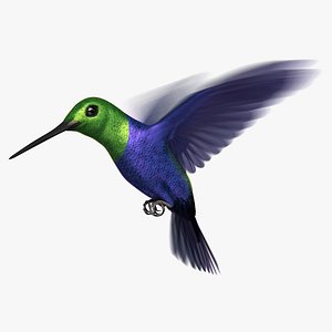 Green-Crowned Woodnymph Hummingbird (Animated)