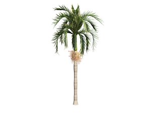 adonida palm tree 3D