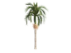 Adonida palm