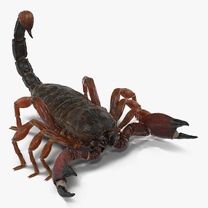 scorpion rigged 3d model