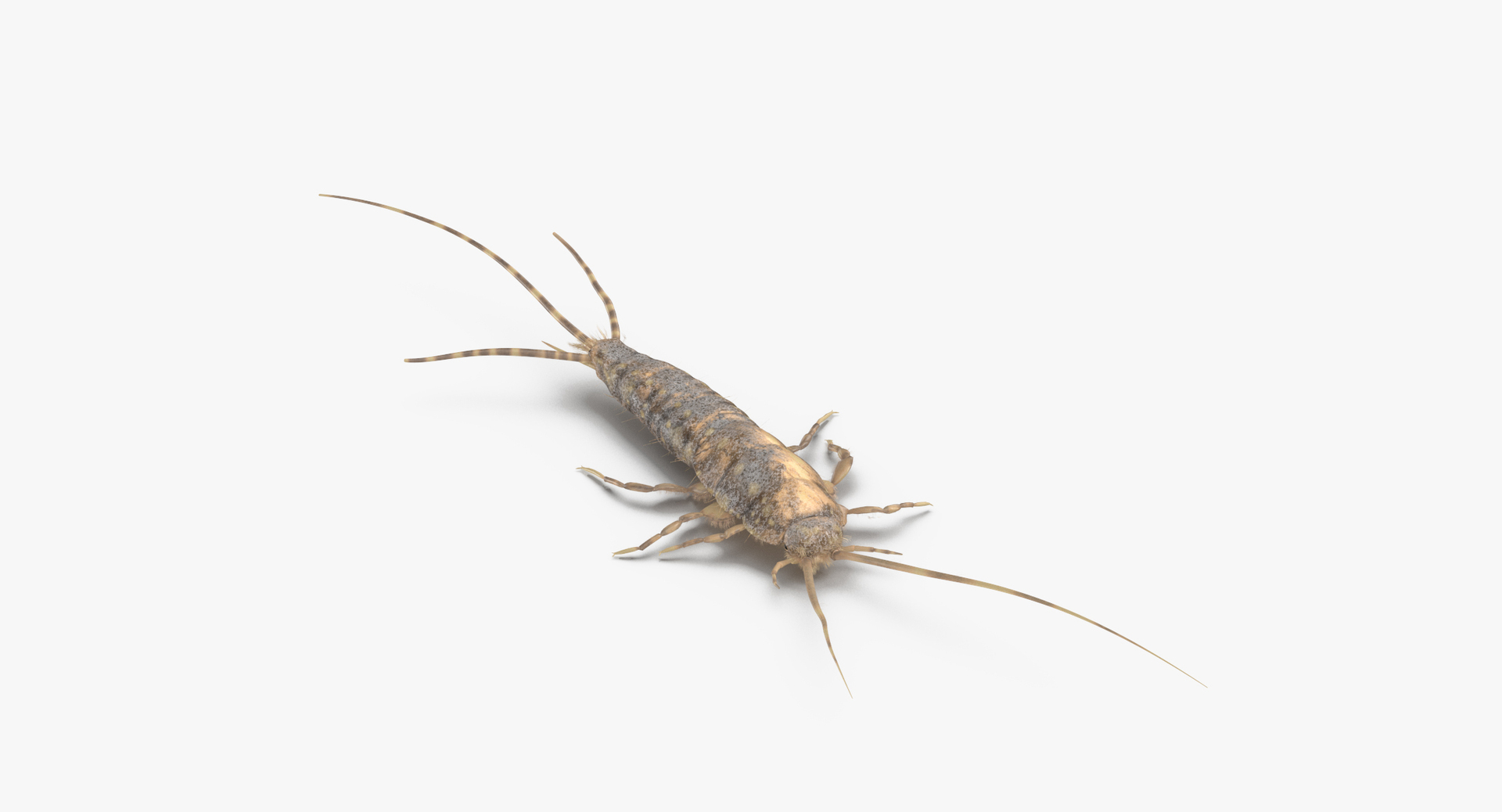 Silverfish Walking Searching 3D Model - TurboSquid 1399502