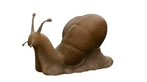 Snail - Mollusk model