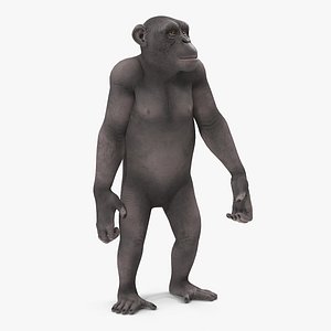 chimpanzee dark pan rigged 3D model