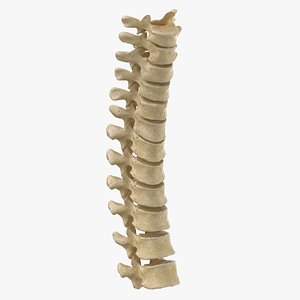 3D model real human thoracic vertebrae