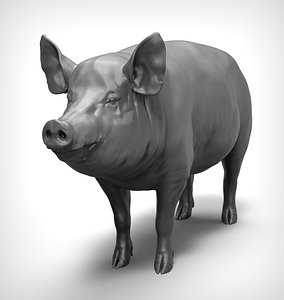 3D model pig realistic