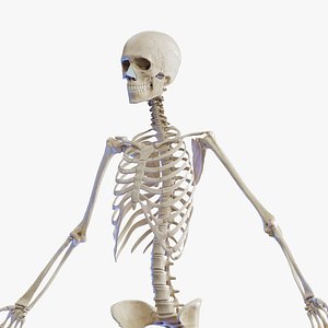 Human Female Skeletal System