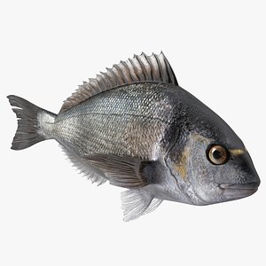 3D Dorada Fish model