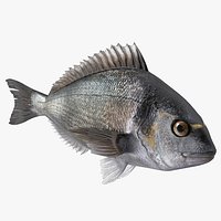 Dorada Fish