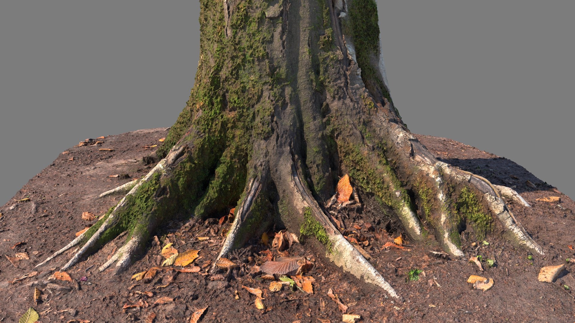 Scanned Forest Tree Trunk 03 model - TurboSquid 2155927