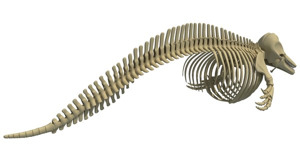 blue whale skeleton dolphin 3d model