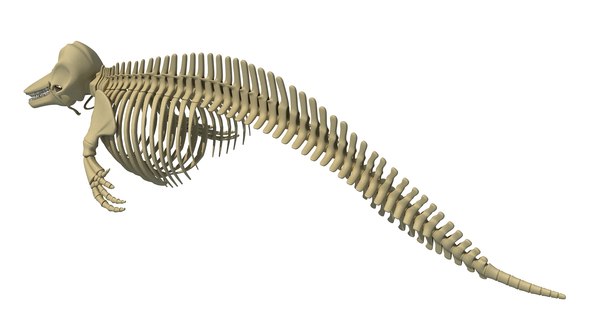 blue whale skeleton dolphin 3d model