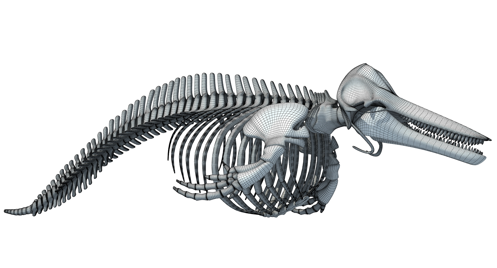 blue whale skeleton dolphin 3d model