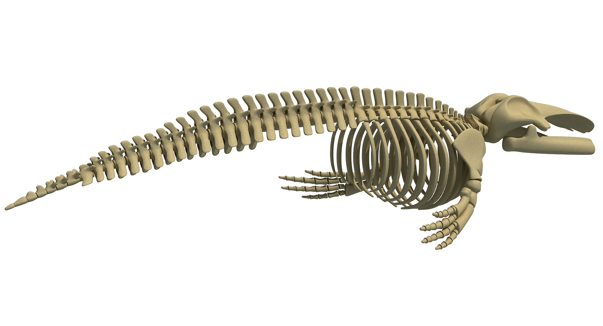 Blue Whale Skeleton Dolphin 3d Model