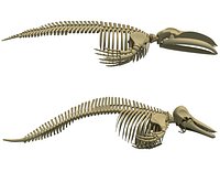 Blue Whale Skeleton - Dolphin Skeleton