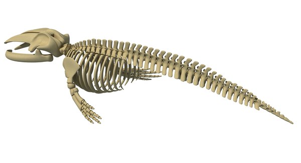 blue whale skeleton dolphin 3d model