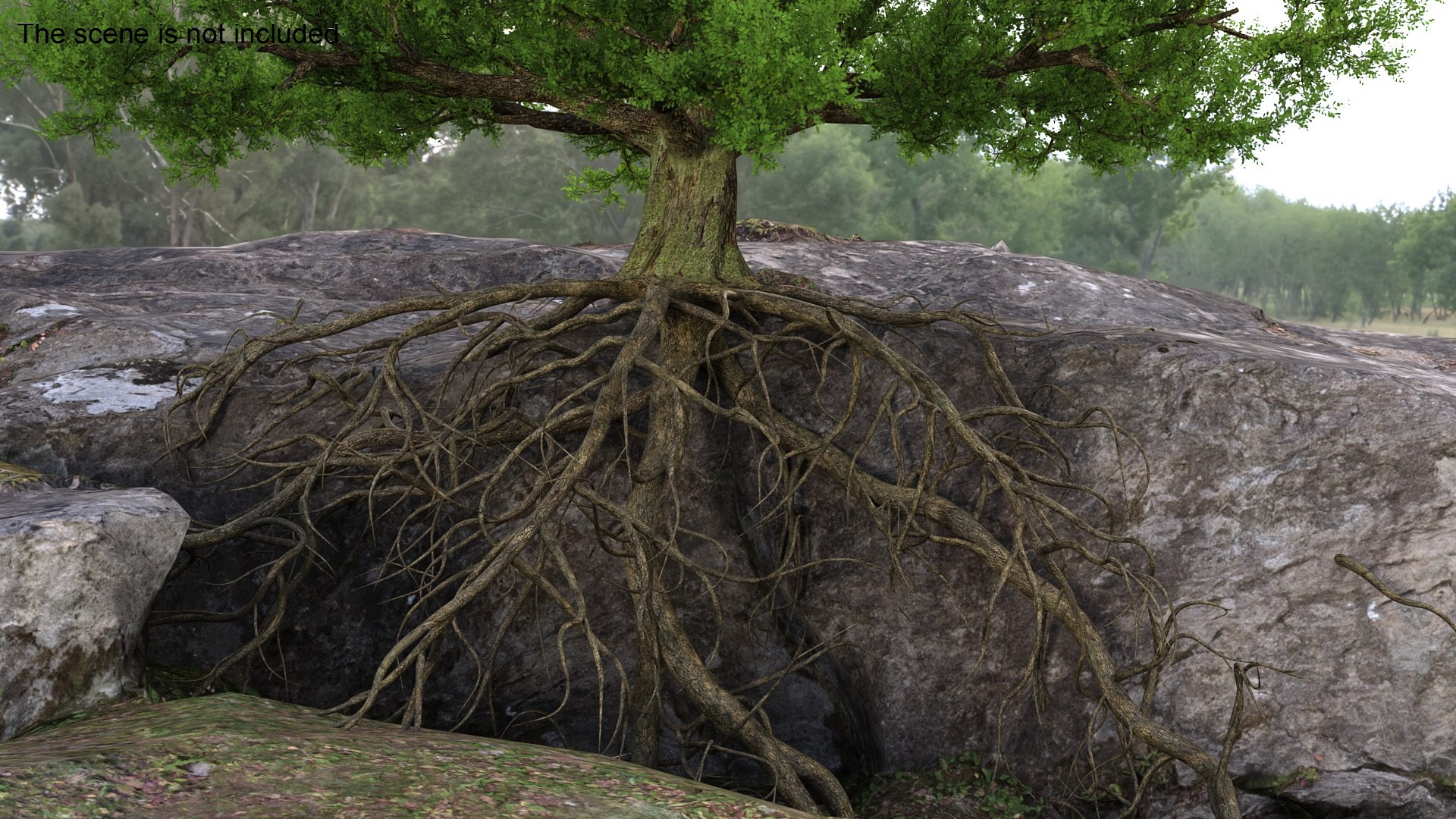 3D Oak With Roots Model - TurboSquid 2324015