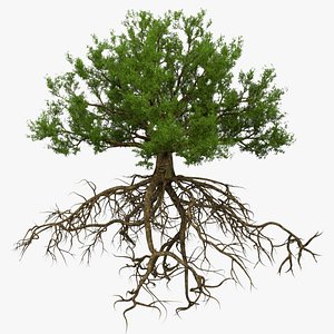 Oak with Roots
