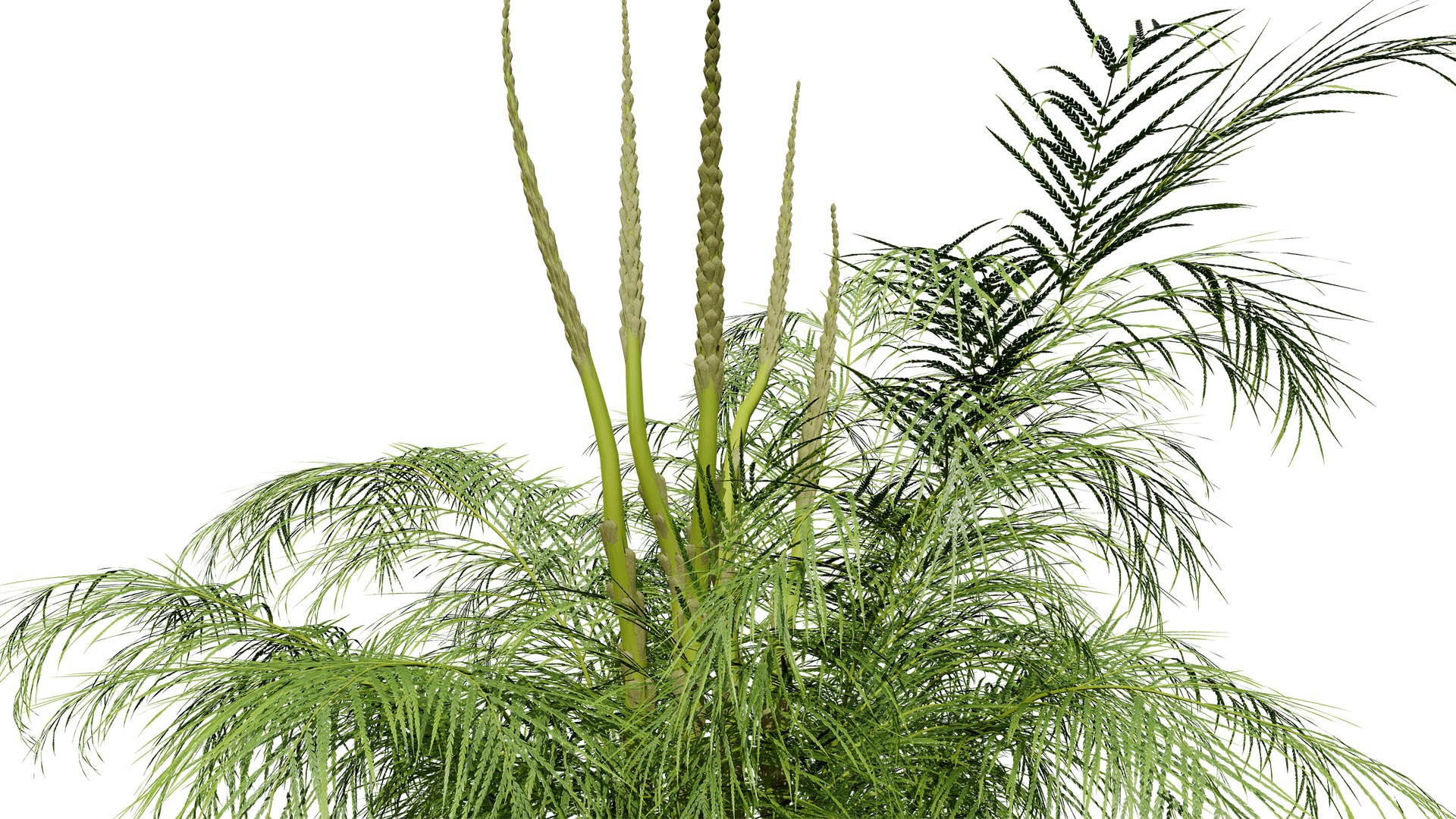 3D Asparagus Plant with Stem Sprouts 3D model https://p.turbosquid.com/ts-thumb/O7/QpKJeq/2U/02asparagusplant02z2l/jpg/1738363769/1920x1080/fit_q87/97b7e044be9caef92bdb10d69ae428d4d5d510a8/02asparagusplant02z2l.jpg