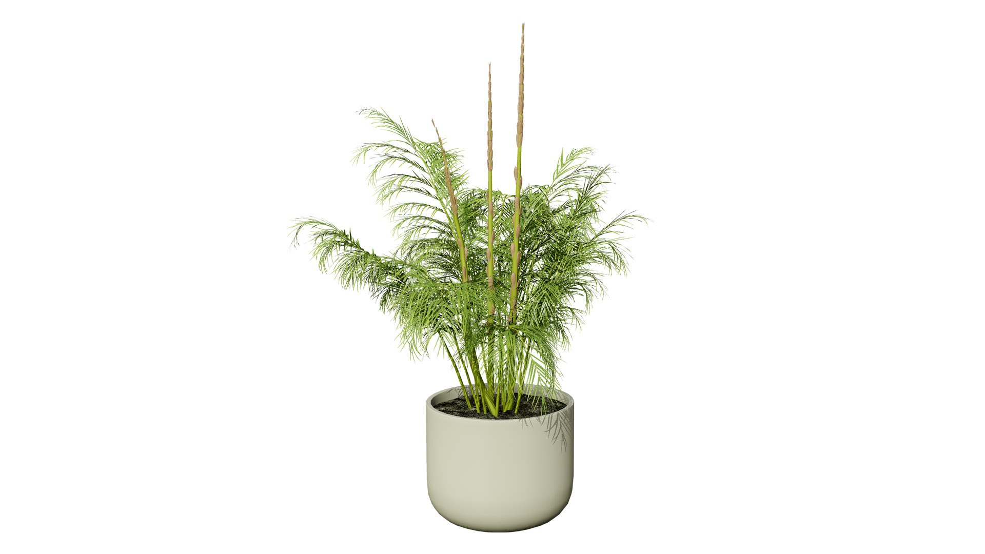 3D Asparagus Plant with Stem Sprouts 3D model https://p.turbosquid.com/ts-thumb/O7/QpKJeq/6F/asparagusplant01z23l/jpg/1738363762/1920x1080/fit_q87/03b181ced1cb7c2ccafb74392031ad5b7c50d964/asparagusplant01z23l.jpg