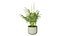 Planta de espárragos en 3D con brotes de tallo