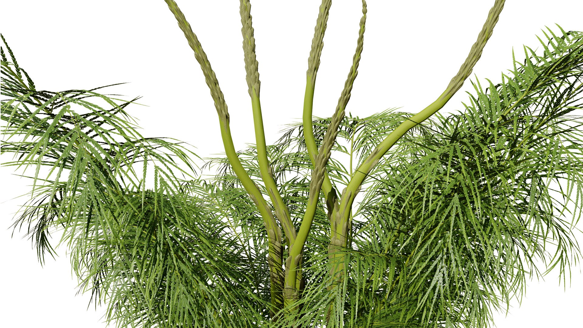 3D Asparagus Plant with Stem Sprouts 3D model https://p.turbosquid.com/ts-thumb/O7/QpKJeq/Xc/asparagusplant023l/jpg/1738363782/1920x1080/fit_q87/73eb2d5e1a8a66b3ed316b9b61b3e86183b4e531/asparagusplant023l.jpg