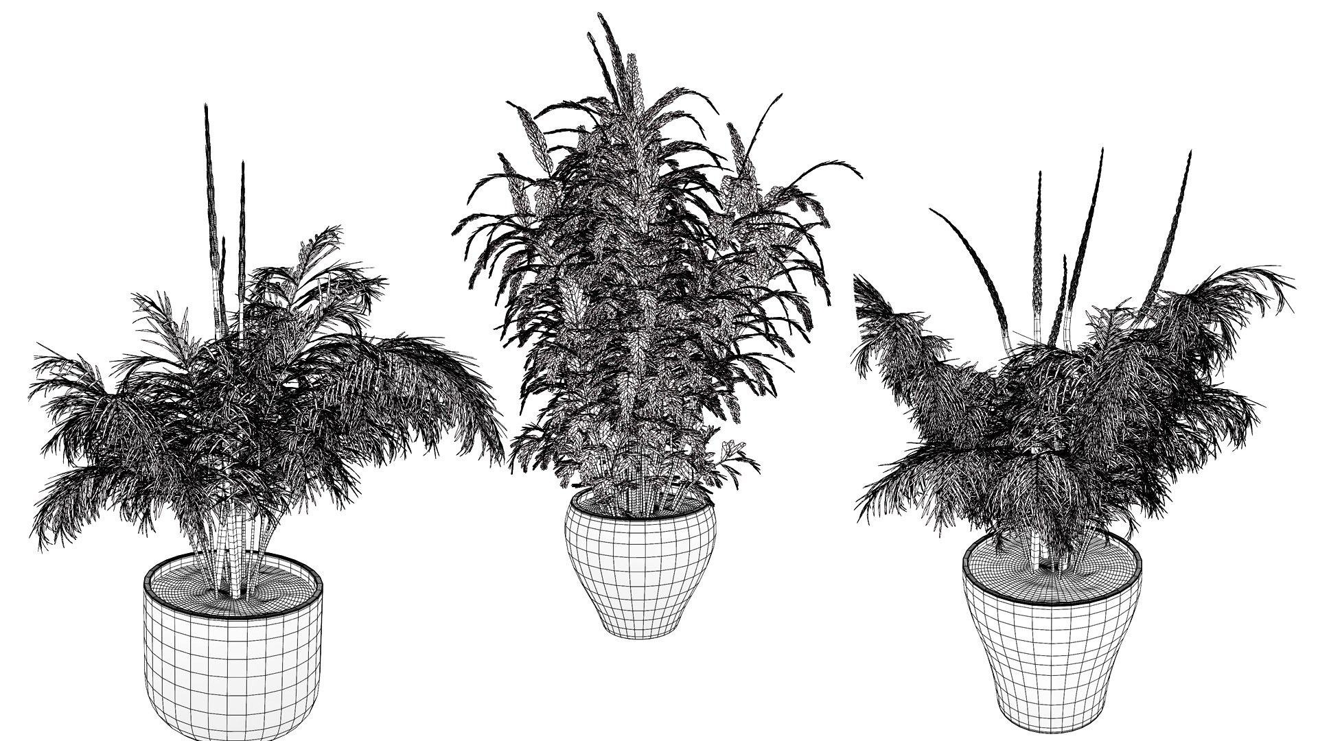 3D Asparagus Plant with Stem Sprouts 3D model https://p.turbosquid.com/ts-thumb/O7/QpKJeq/ea/wirel/jpg/1738363796/1920x1080/fit_q87/feaa90e0a050059523dc509279f414b08c779620/wirel.jpg