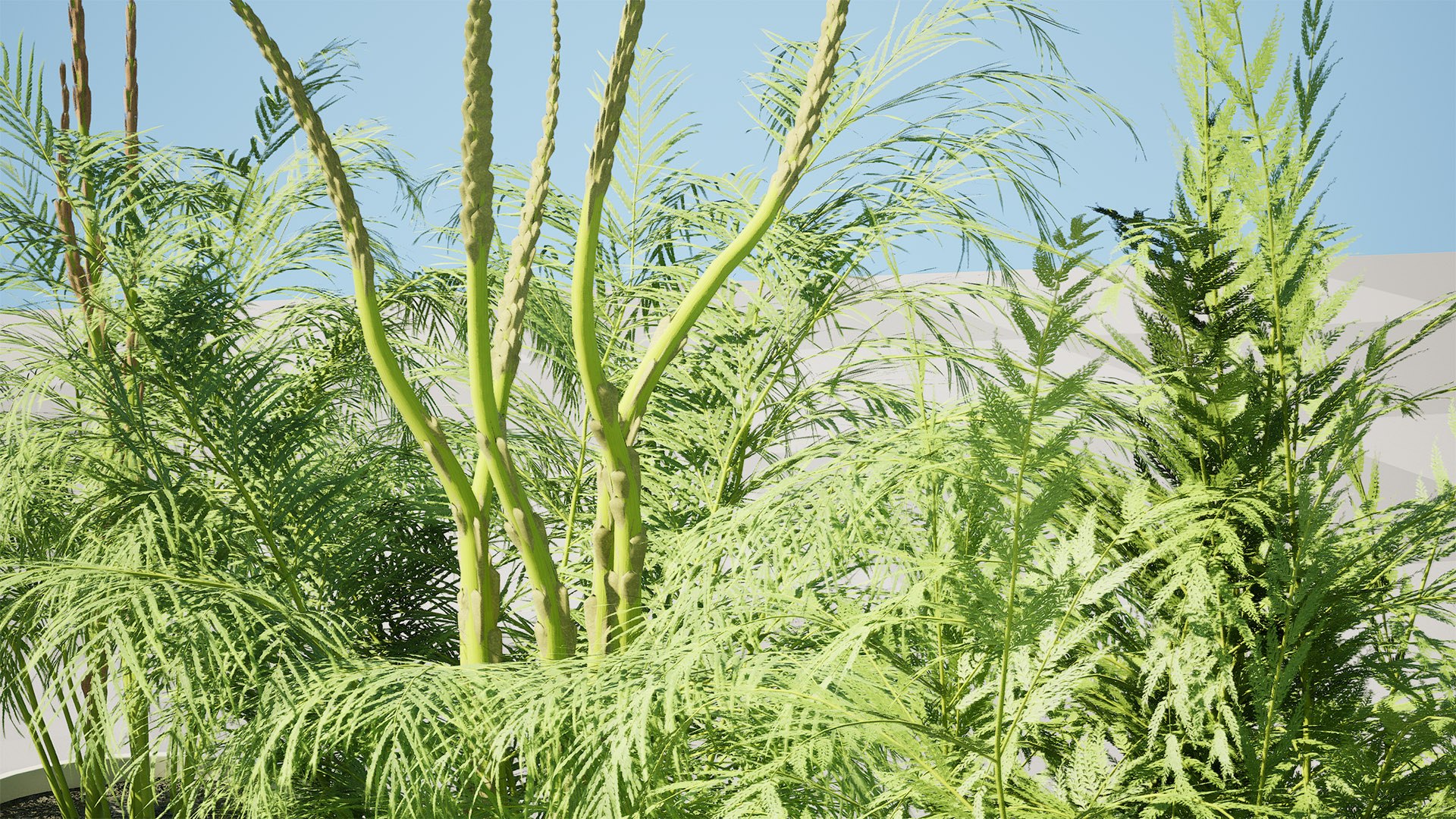 3D Asparagus Plant with Stem Sprouts 3D model https://p.turbosquid.com/ts-thumb/O7/QpKJeq/ho/highresscreenshot00002/jpg/1738363796/1920x1080/fit_q87/6c9c84f44869bd432bc1ab385e11347eaed56e7b/highresscreenshot00002.jpg