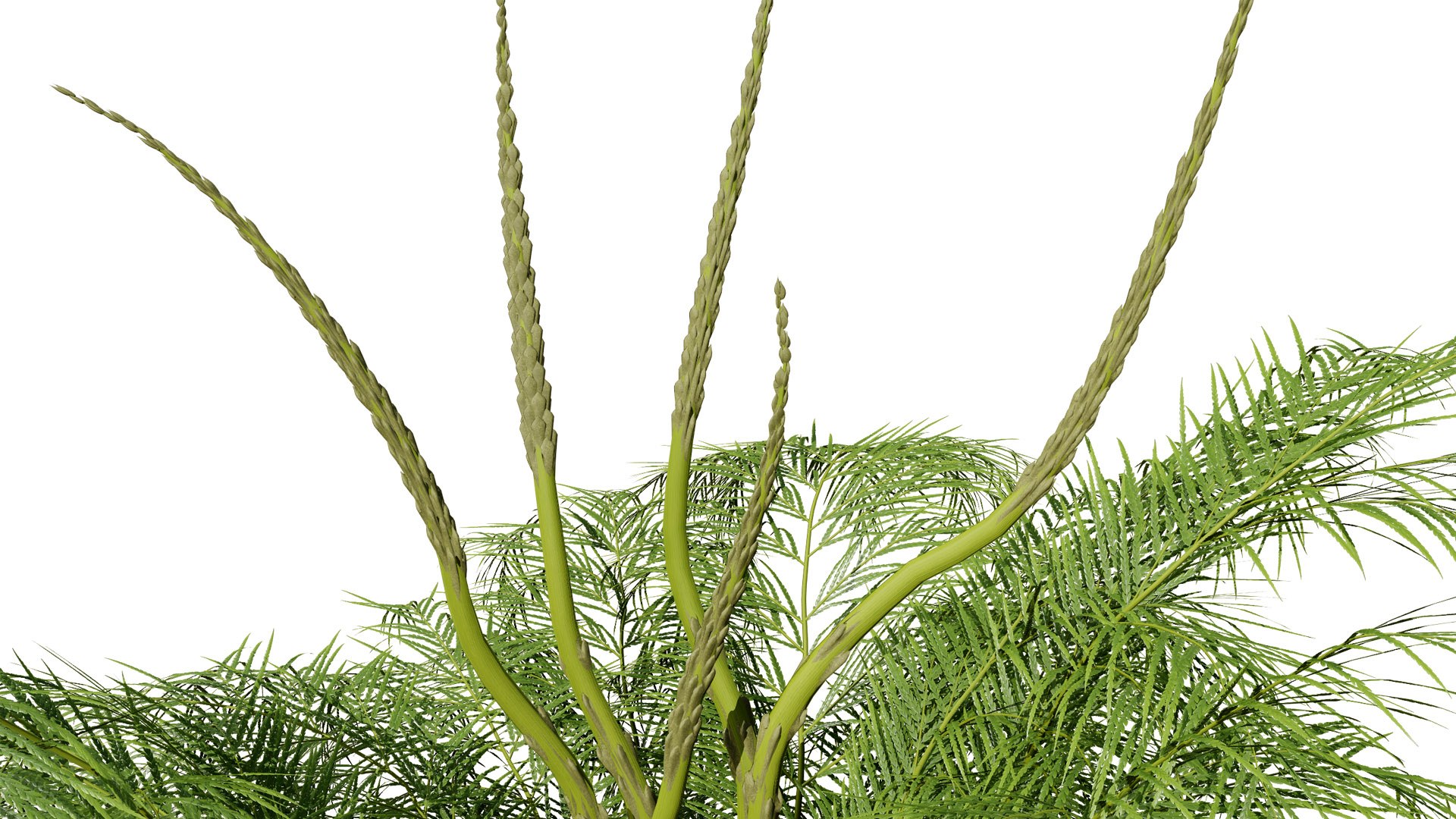 3D Asparagus Plant with Stem Sprouts 3D model https://p.turbosquid.com/ts-thumb/O7/QpKJeq/l1/asparagusplant021l/jpg/1738363773/1920x1080/fit_q87/660abf63abcab7c3fc235013338b8a8b56c755f1/asparagusplant021l.jpg