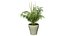 Planta de espárragos en 3D con brotes de tallo