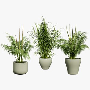 3D Asparagus Plant with Stem Sprouts 3D model