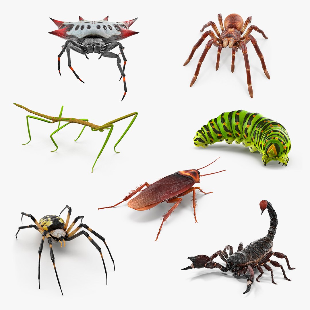 Creeping Insects Collection 3D model preview