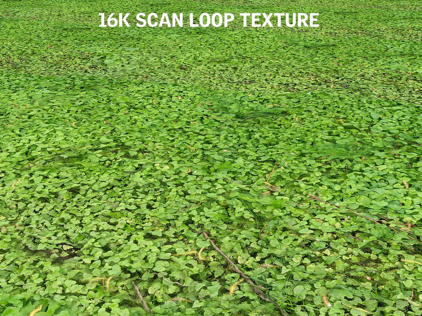 forest ground 16k hd 3d model